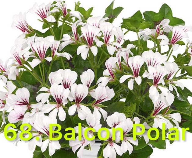 Пеларгонія Ампельна 68. Balcon Polar