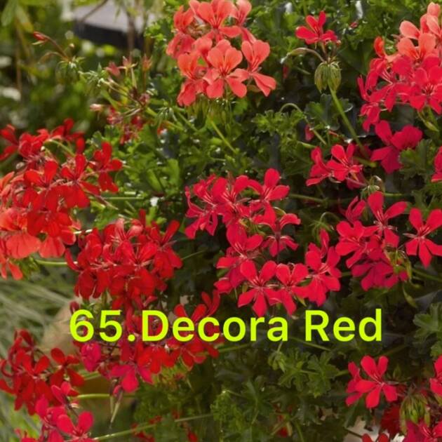 Пеларгонія Ампельна 65. Decora Red