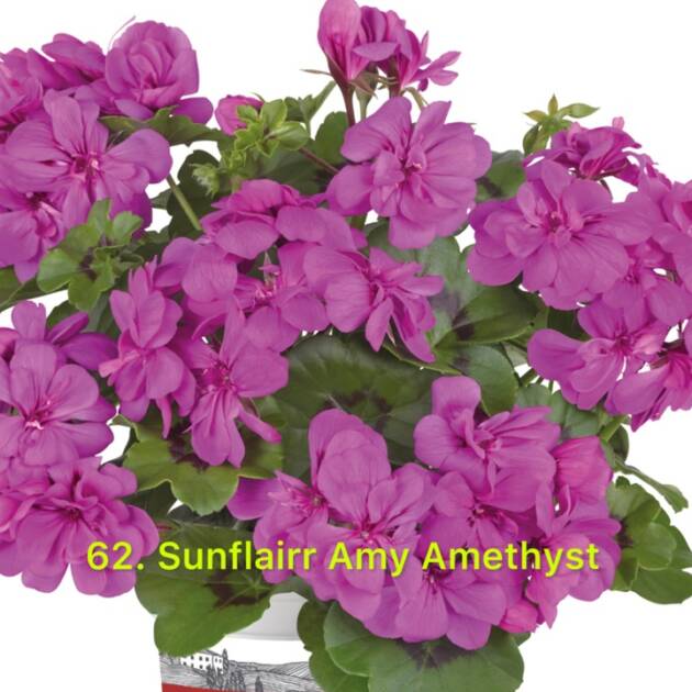 Пеларгонія Ампельна 62. Sunflairr Amy Amethyst