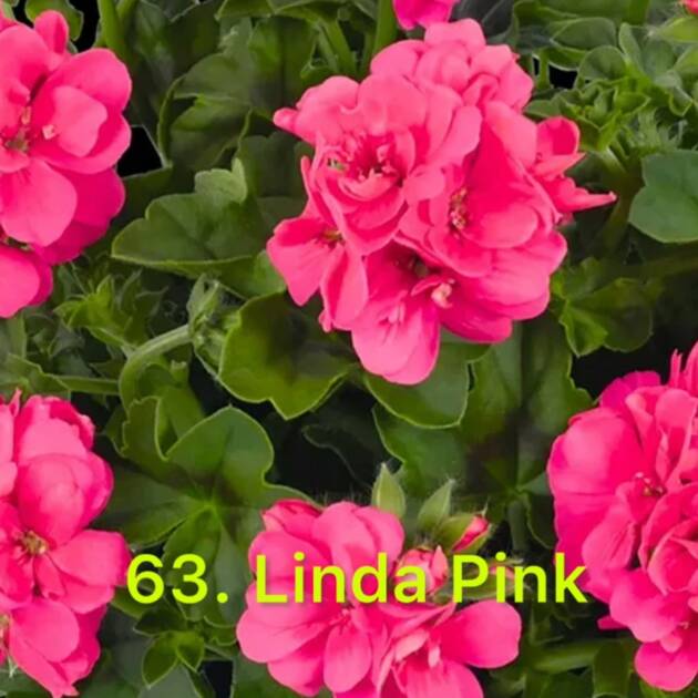 Пеларгонія Ампельна 63. Linda Pink