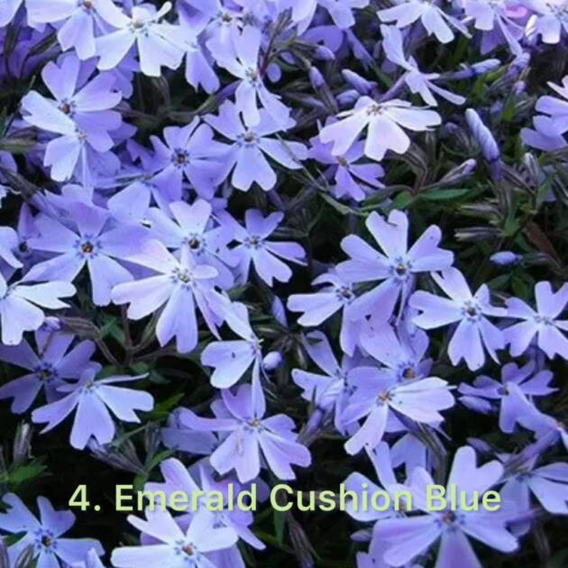 Флокс 4. Emerald Cushion Blue горщик ф12