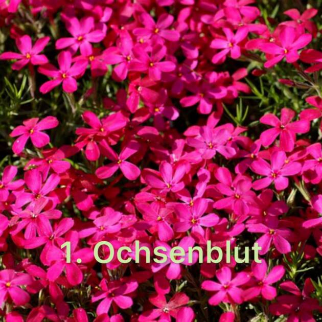 Флокс 1. Ochsenblut горщик ф12