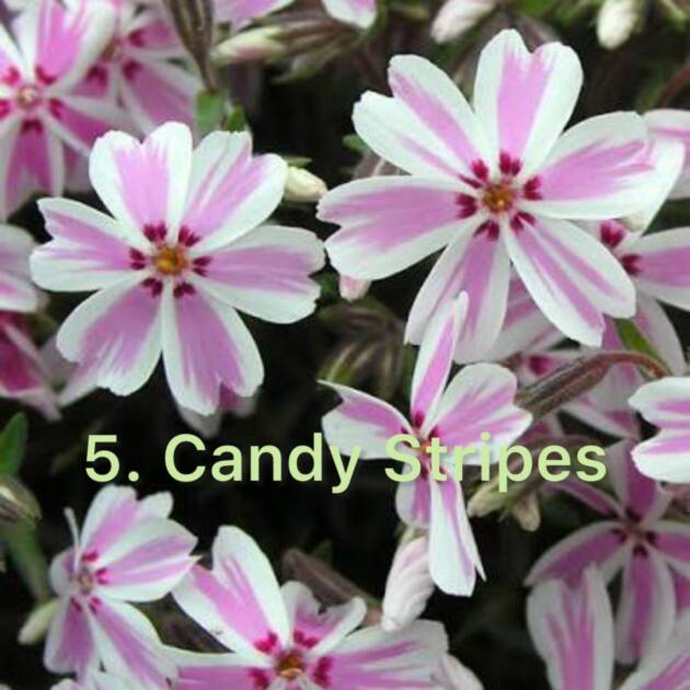 Флокс 5.Candy Stripes ф12
