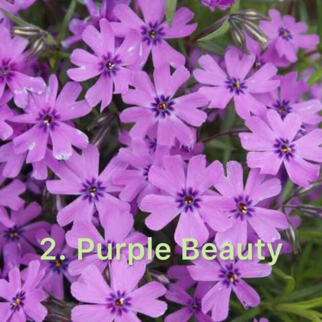 Флокс 2. Purple Beauty горщик ф12