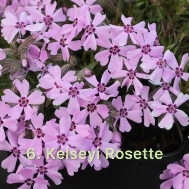 Флокс 6. Kelseyi Rosette горщик ф12
