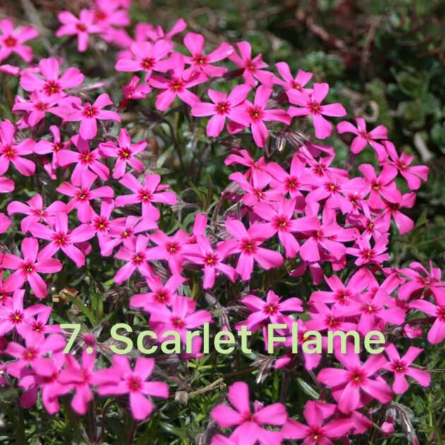 Флокс 7. Scarlet Flame горщик ф12