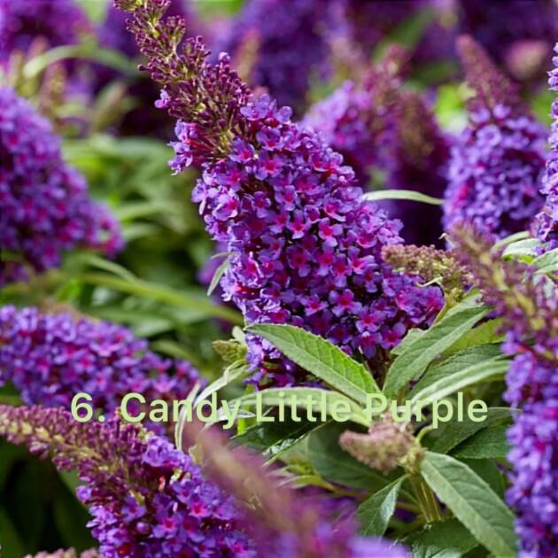 Будлея 6. Candy Little Purple горщик ф12
