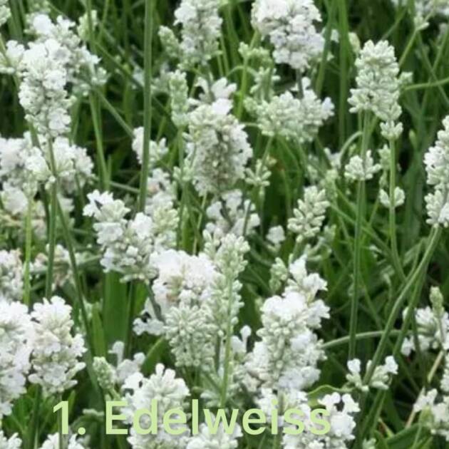 Лаванда 1.Edelweiss горщик ф12