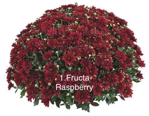 Шаровидна хризантема 1.Fructa Raspberry