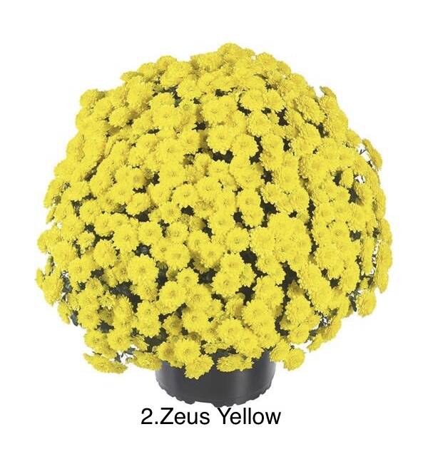Шаровидна хризантема 2.Zeus Yellow