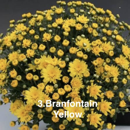 Шаровидна хризантема 3. Branfontain Yellow