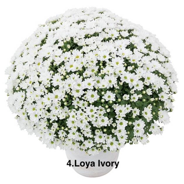 Шаровидна хризантема 4.Loya Ivory