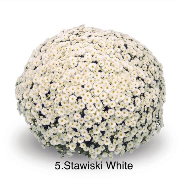 Шаровидна хризантема 5.Stawiski White