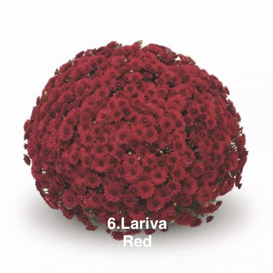 Шаровидна хризантема 6.Lariva Red