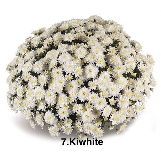 Шаровидна хризантема 7. Kiwhite