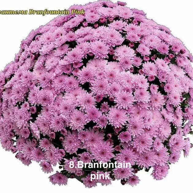 Шаровидна хризантема 8. Branfontain Pink