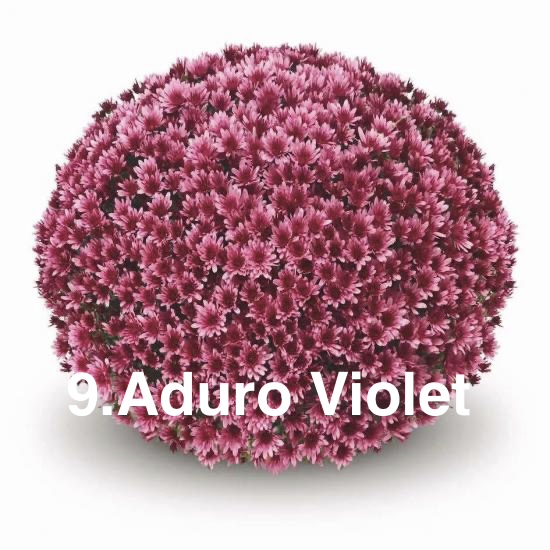 Шаровидна хризантема 9.Aduro Violet