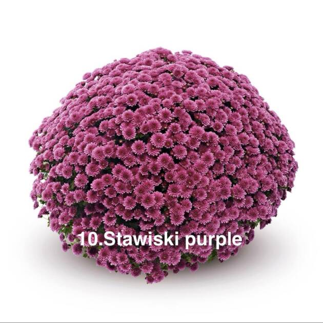Шаровидна хризантема 10. Stawiski Purple