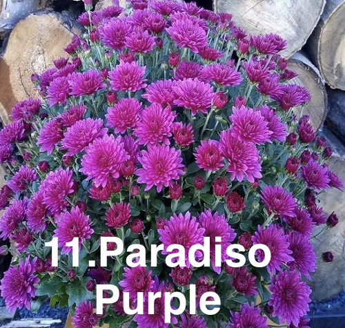 Шаровидна хризантема 11. Paradiso Purple