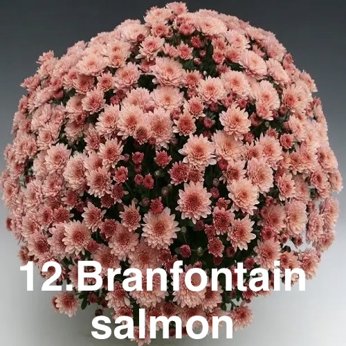 Шаровидна хризантема 12. Branfontain Salmon