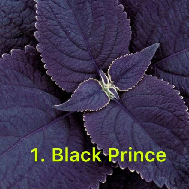Колеус у горщику 1. Black Prince