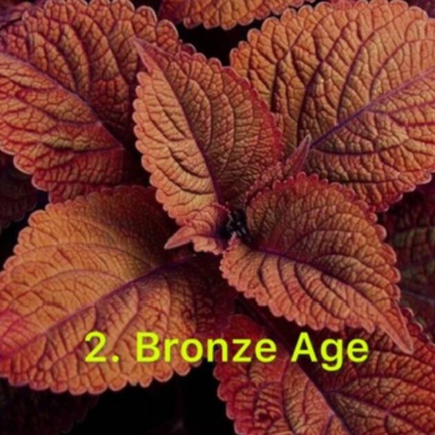 Колеус в горщику 2. Bronze Age