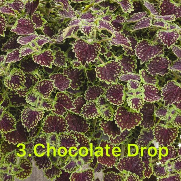 Колеус в горщику 3. Chocolate Drop