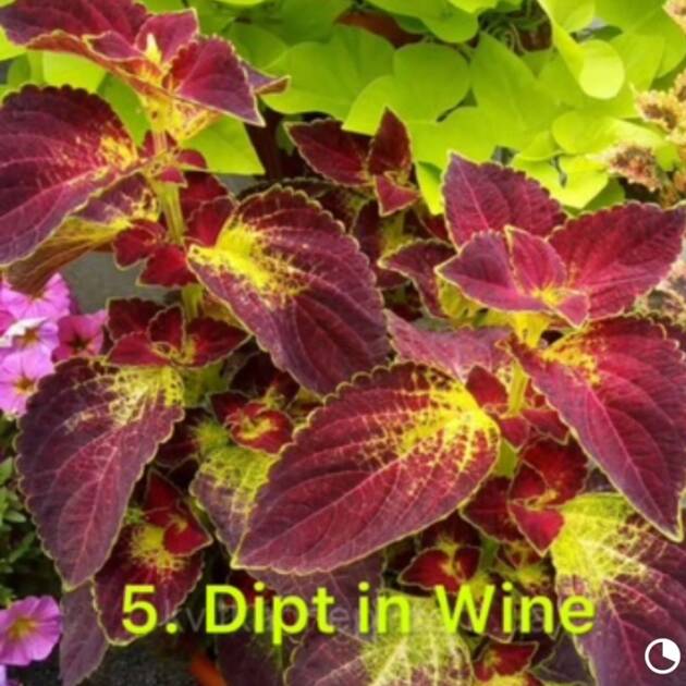 Колеус в горщику 5. Dipt in Wine