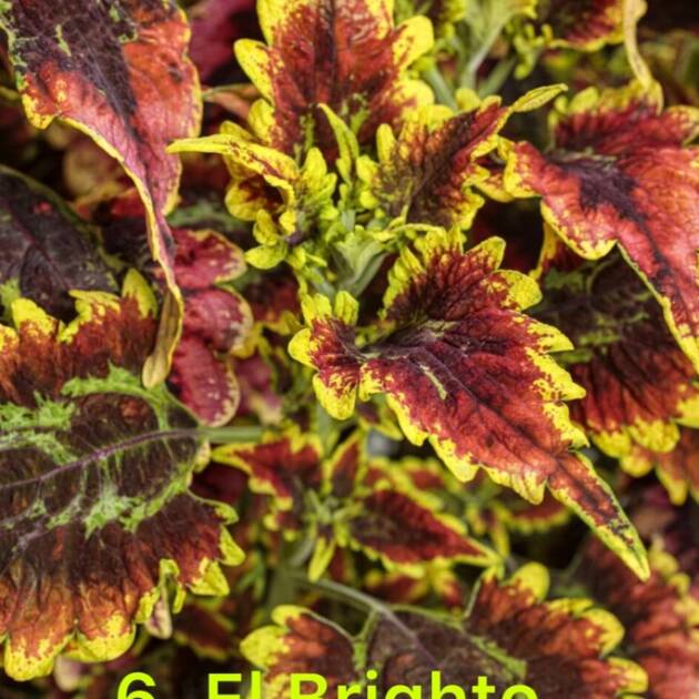 Колеус в горщику 6.El Brighto