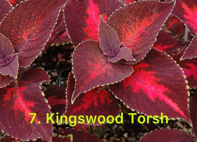 Колеус в горщику 7.Kingswood Torsh