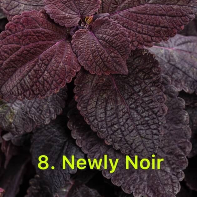 Колеус в горщику 8.Newly Noir