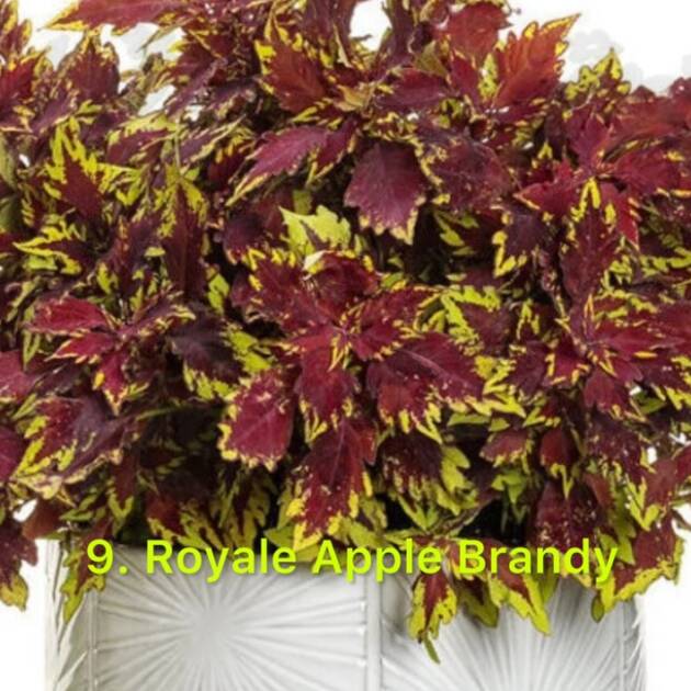 Колеус в горщику 9. Royale Apple Brandy