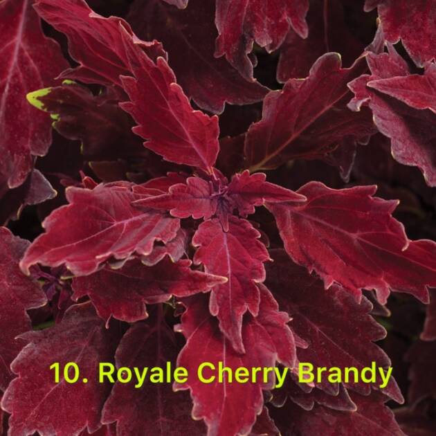 Колеус в горщику 10. Royal Cherry Brandy