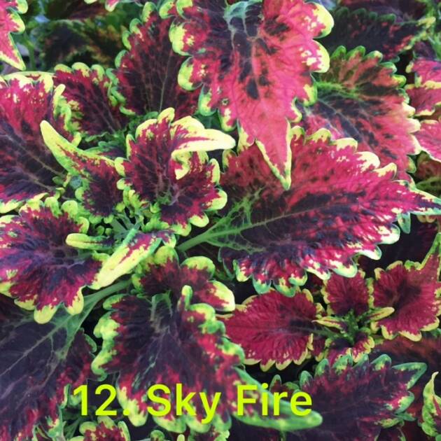 Колеус в горщику 12. Sky Fire
