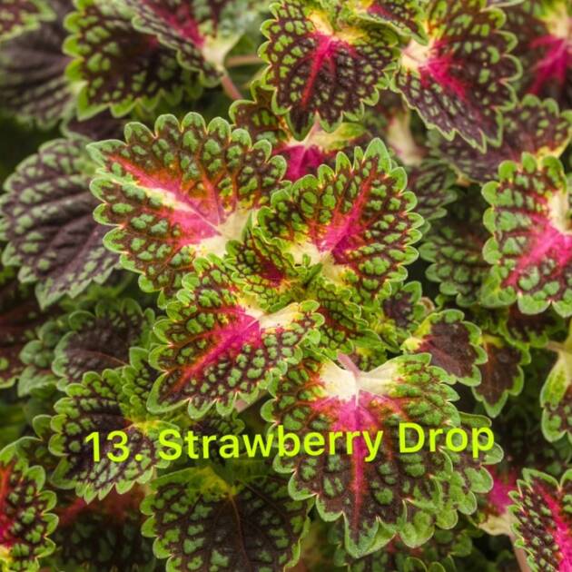 Колеус в горщику 13.Strawberry Drop