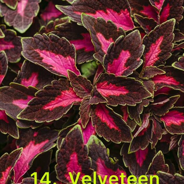 Колеус в горщику 14. Velveteen
