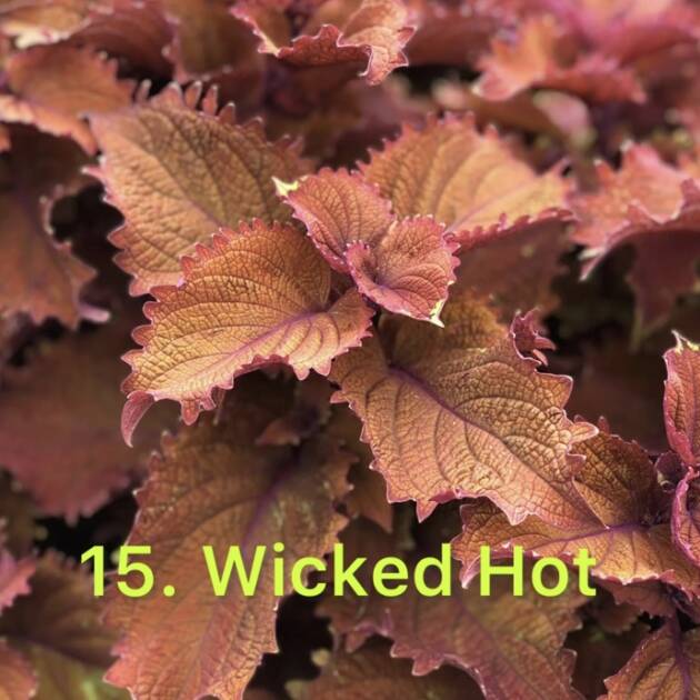 Колеус в горщику 15.Wicked Hot