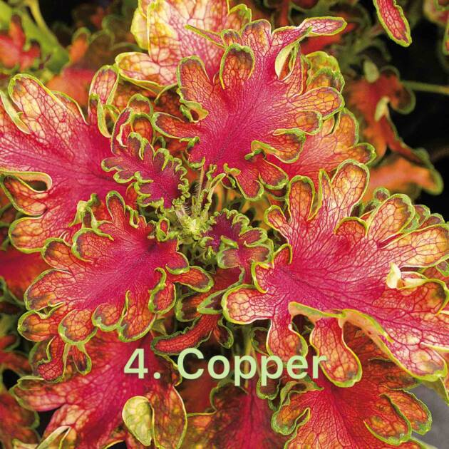 Колеус в горщику 4. Copper