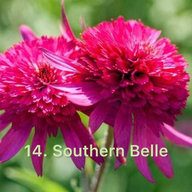 Ехінацея 14.Southern Belle (горщик ф12)
