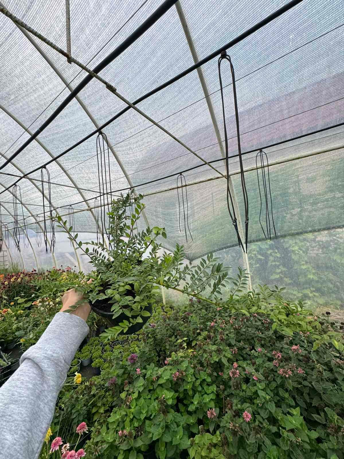 Жимолость горщик 1,5л - Зображення 3
