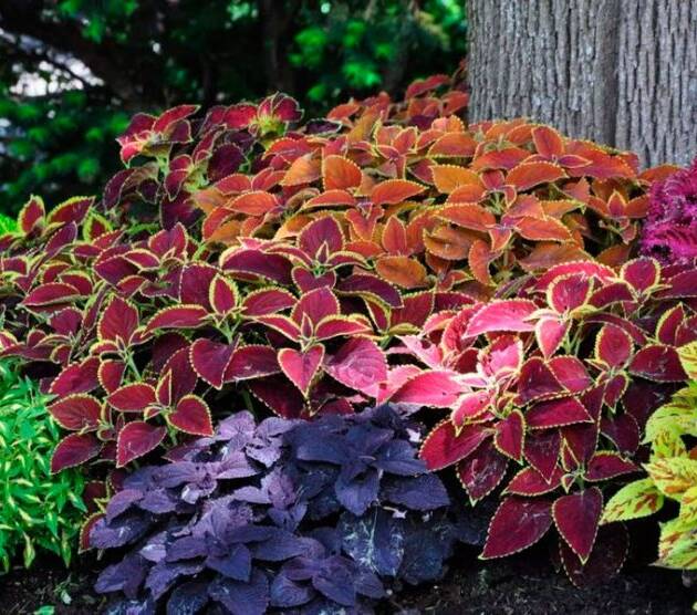Колеус в горщику