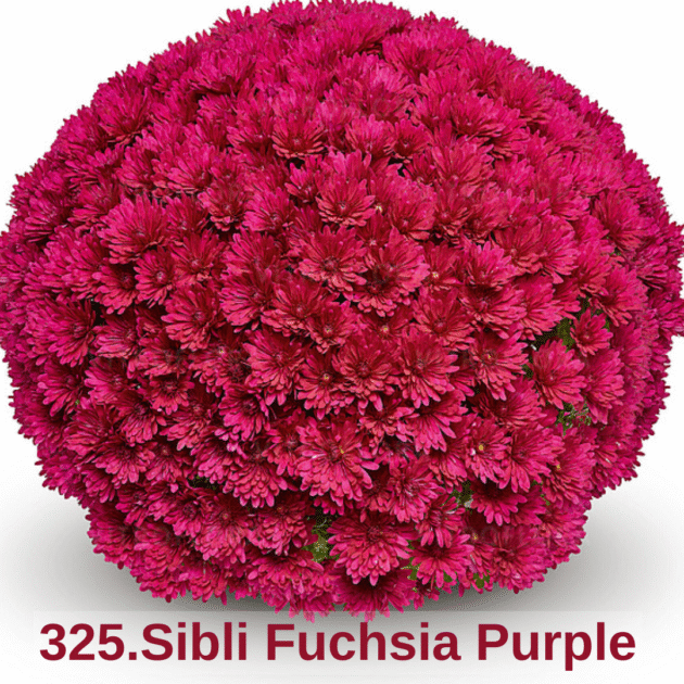 Хризантема шаровидна 325.Sibli Fuchsia Purple (горщик ф12)