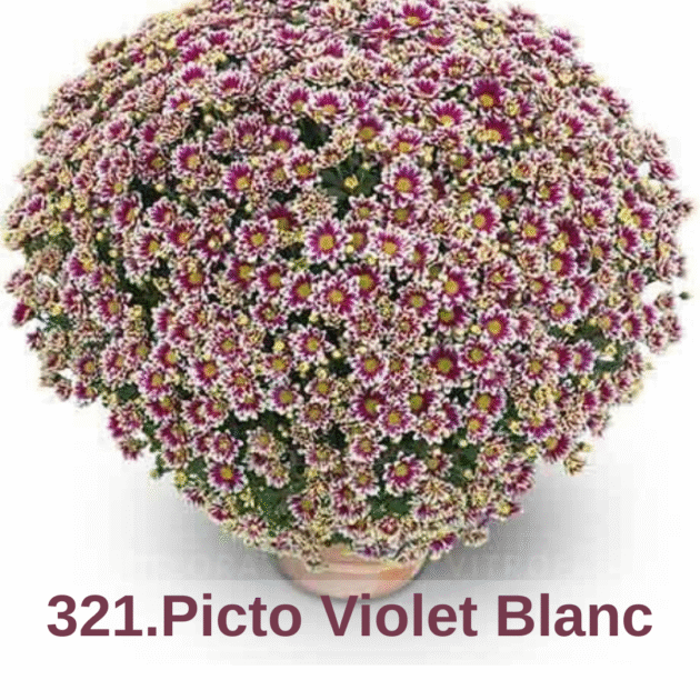 Хризантема шаровидна 321.Picto Violet Blanc (горщик ф12)