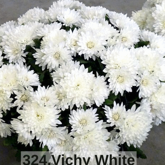 Хризантема шаровидна 324.Vichy White (горщик ф12)