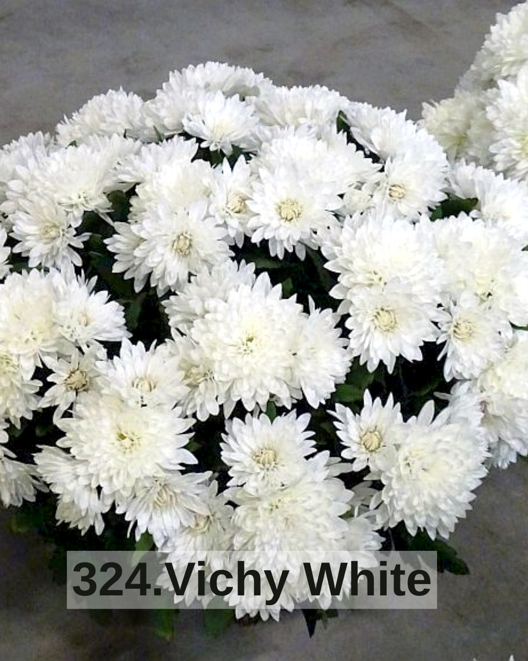 Хризантема шаровидна 324.Vichy White (горщик ф12)