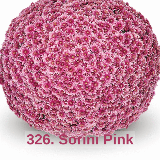 Хризантема шаровидна 326. Sorini Pink (горщик ф12)