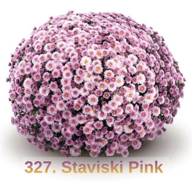 Хризантема шаровидна 327. Staviski Pink (горщик ф12)