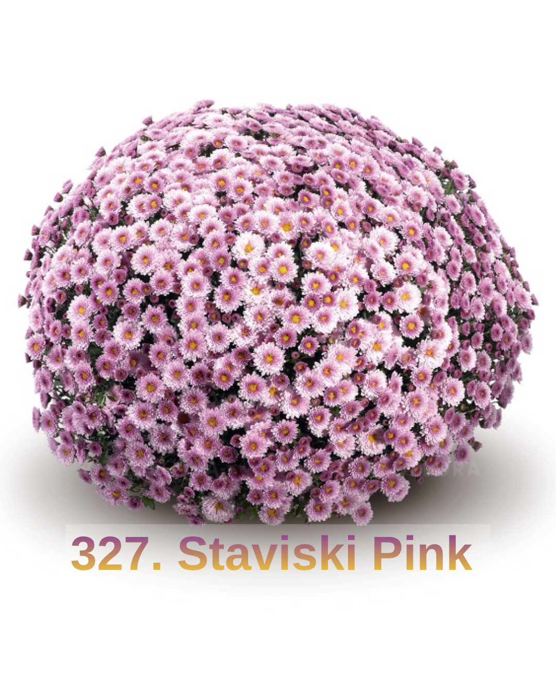 Хризантема шаровидна 327. Staviski Pink (горщик ф12)