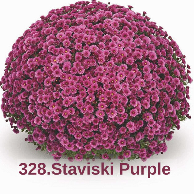 Хризантема шаровидна 328.Staviski Purple (горщик ф12)
