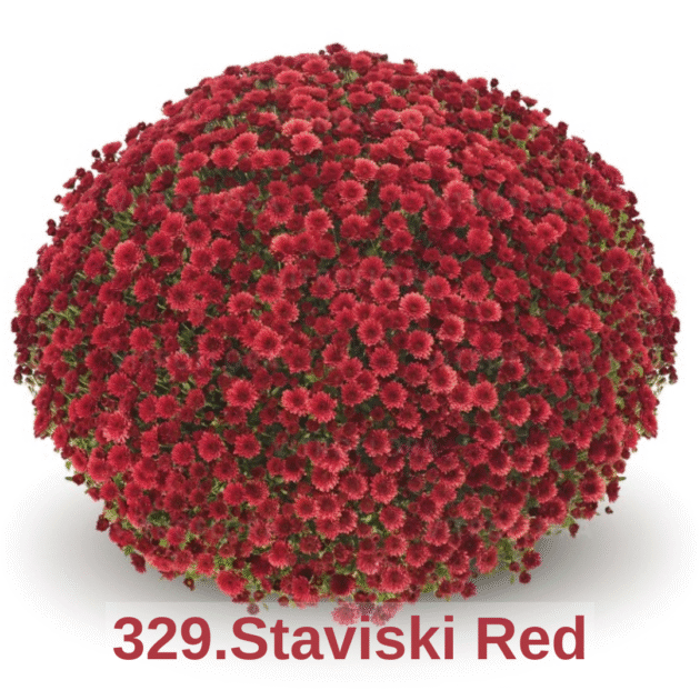 Хризантема шаровидна 329.Staviski Red (горщик ф12)